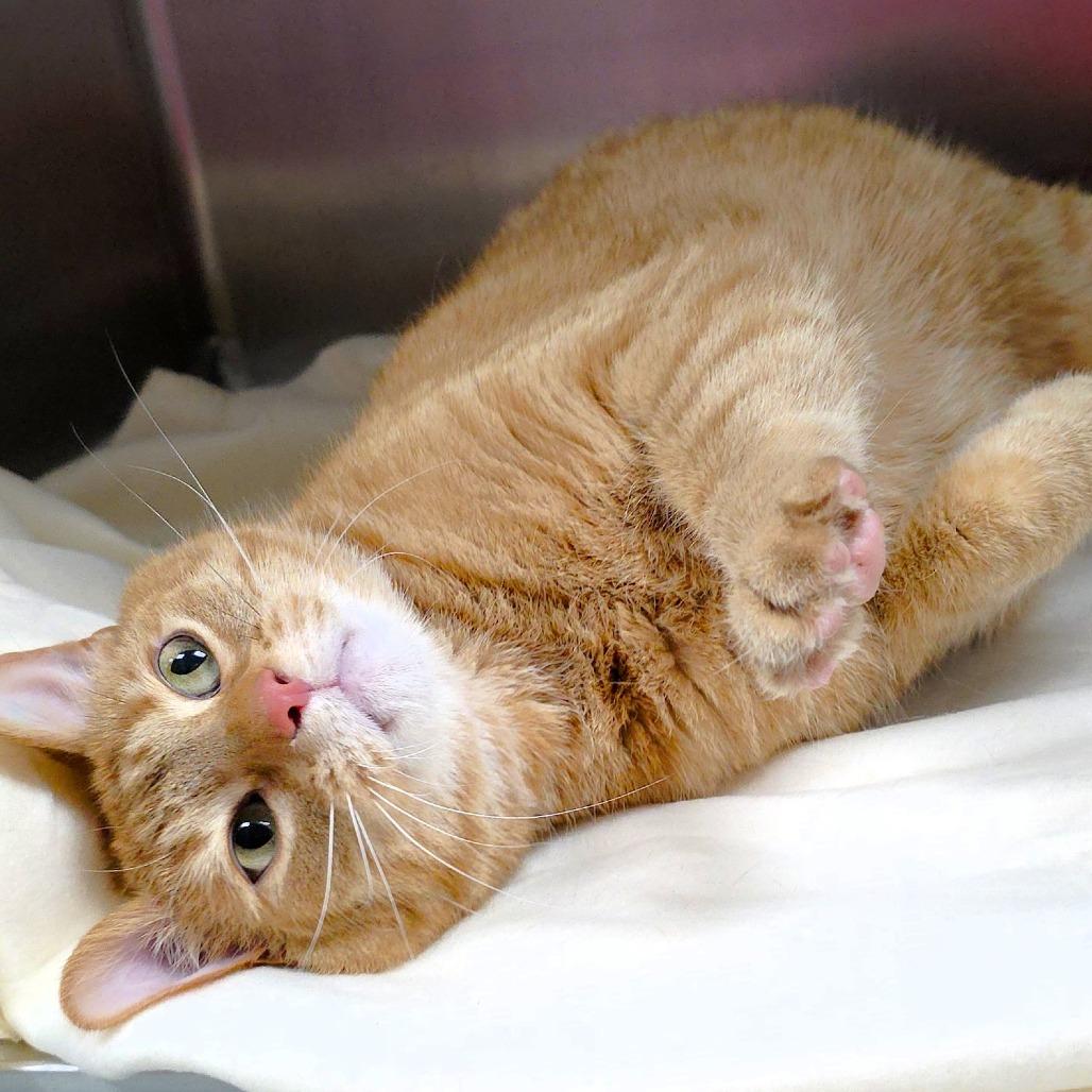 Tigey, Adoptable, Senior Male Domestic Short Hair.