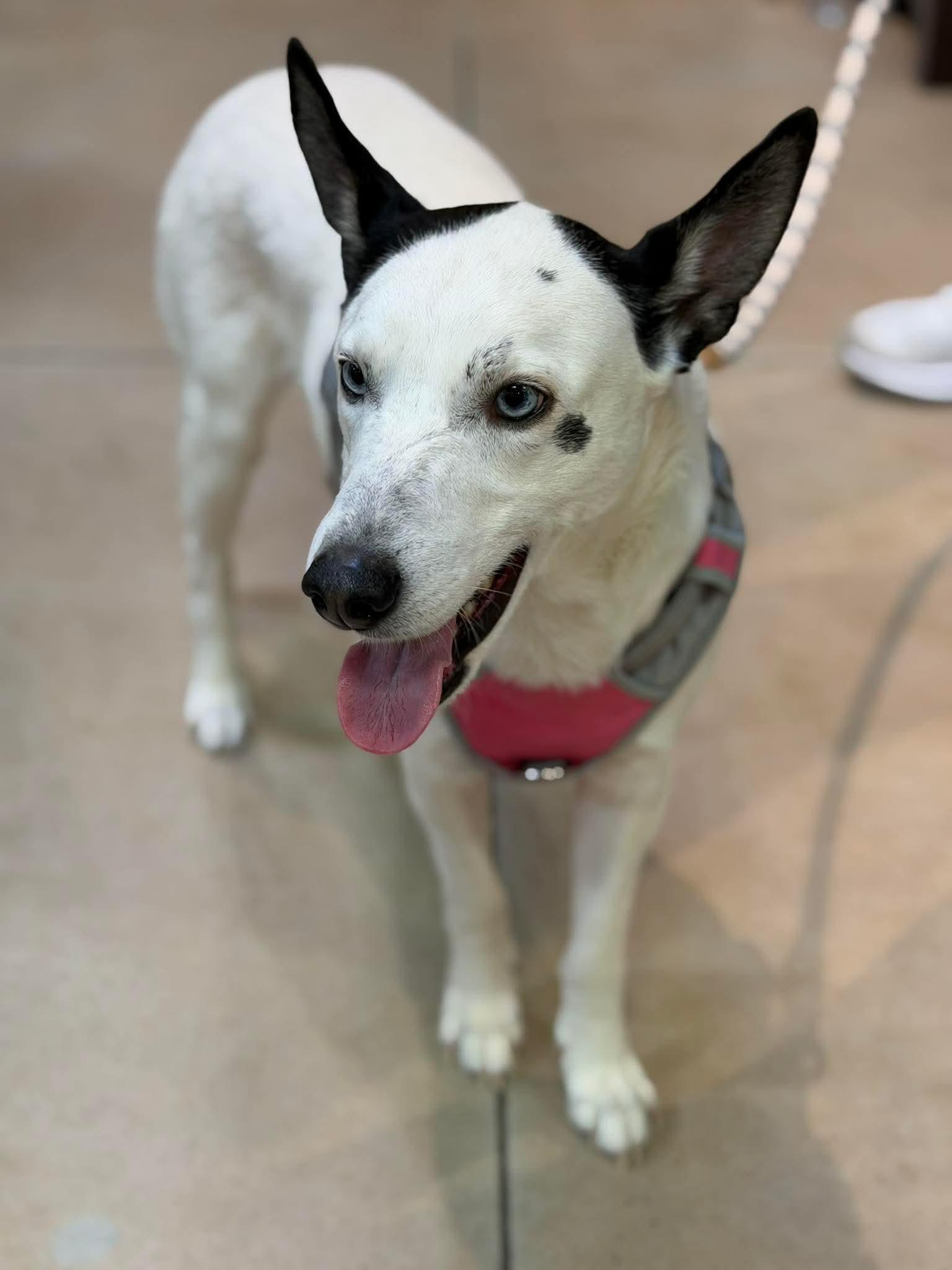 Tater, Adopted, Young Male Australian Cattle Dog / Blue Heeler.