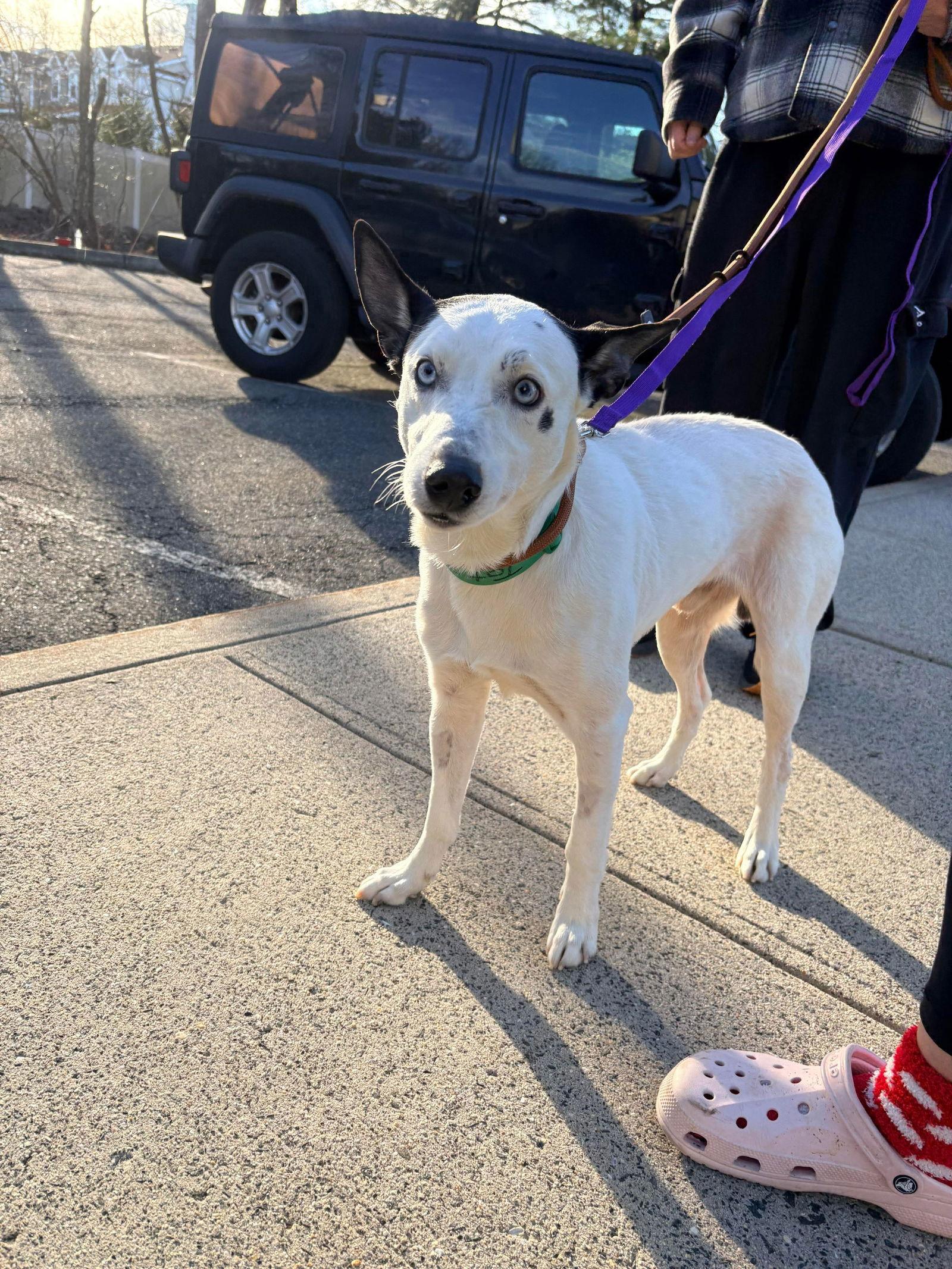 Tater, a Adopted Australian Cattle Dog / Blue Heeler in Westwood, NJ image 2/3