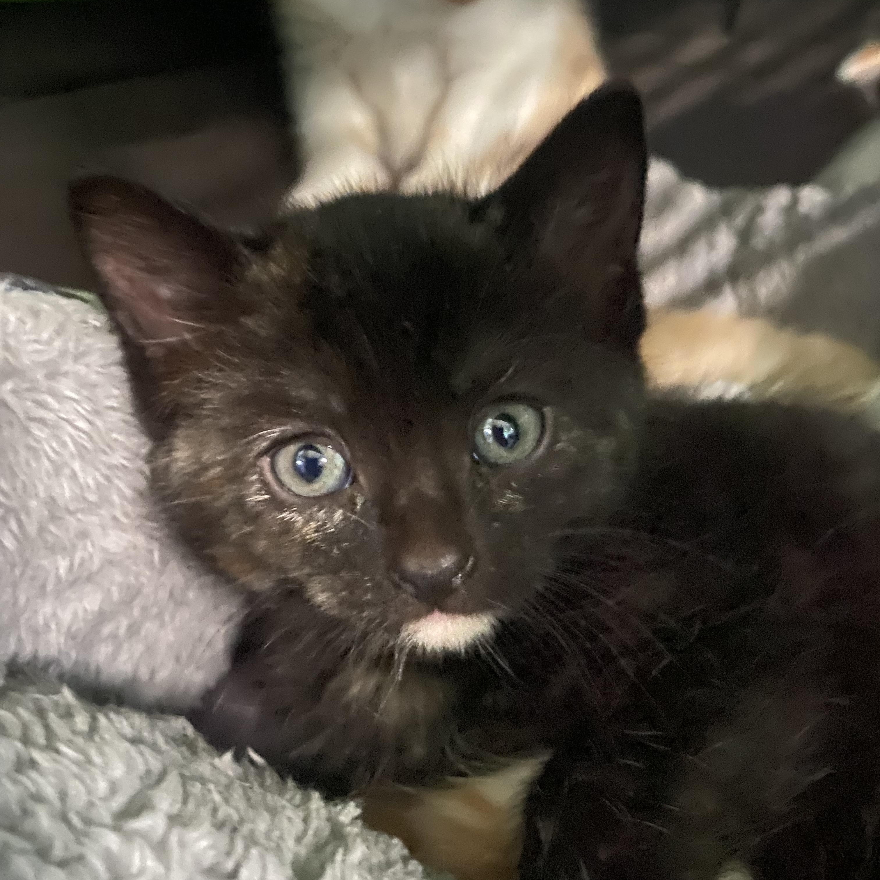 Robin *Litterbox trainer, friendly with humans, dogs & other cats*, ADOPTABLE, Kitten Female Domestic Short Hair.