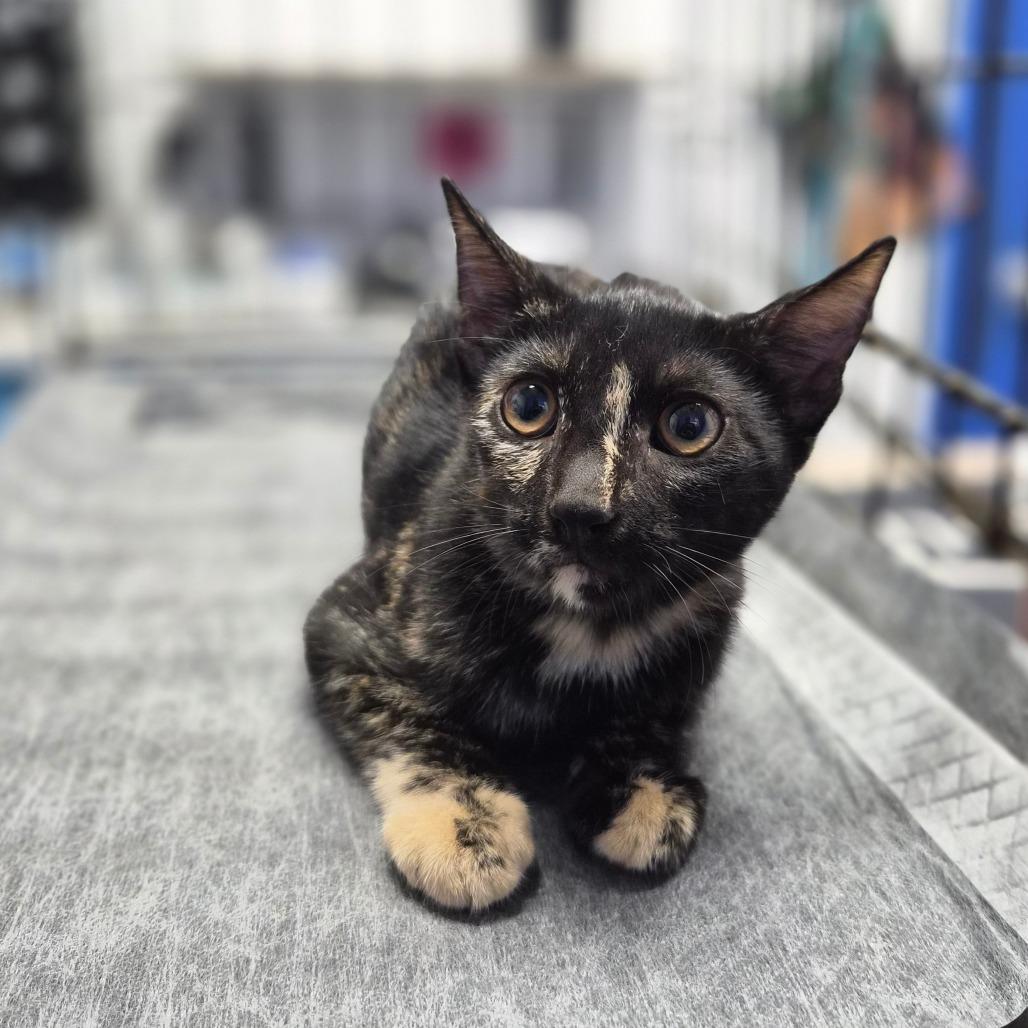 Enlarge Inky, a Adoptable Domestic Short Hair in Wahiawa, HI image 1/1