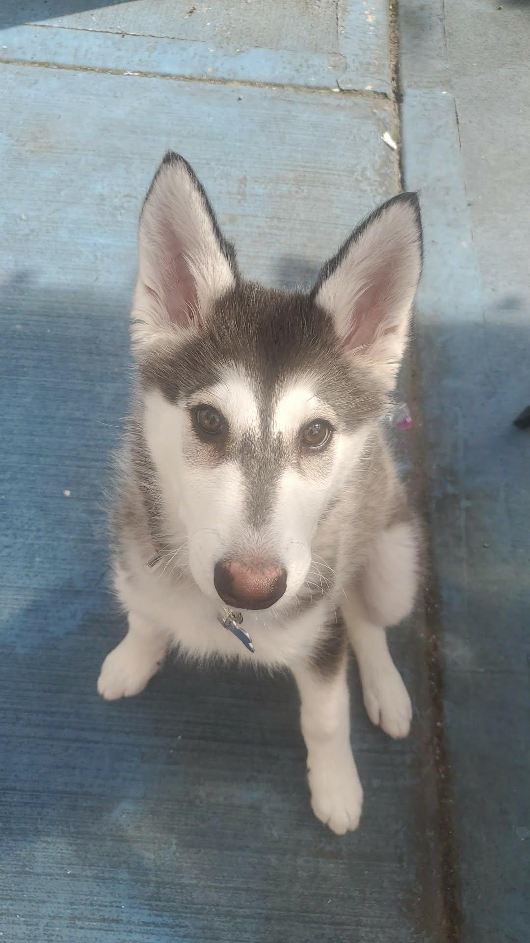 LILO, Adoptable, Puppy Female Alaskan Malamute.