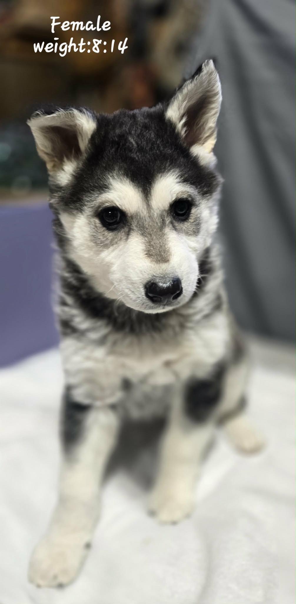 LILY, Adoptable, Puppy Female Alaskan Malamute.