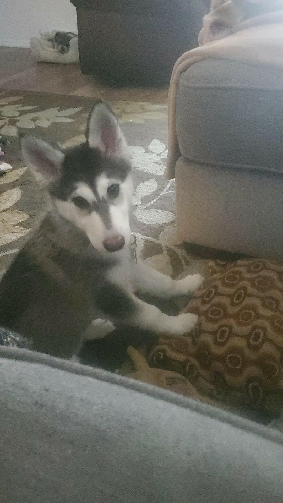 Enlarge LILO, a Adoptable Alaskan Malamute in Seattle, WA image 2/3