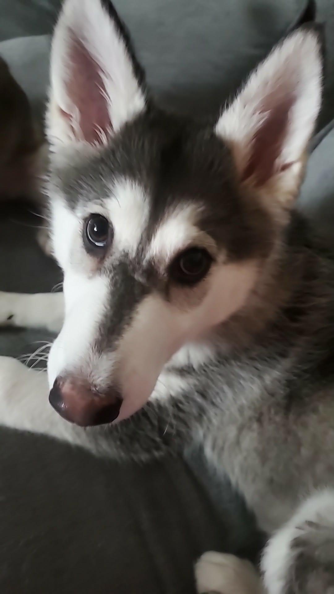 Enlarge LILO, a Adoptable Alaskan Malamute in Seattle, WA image 3/3