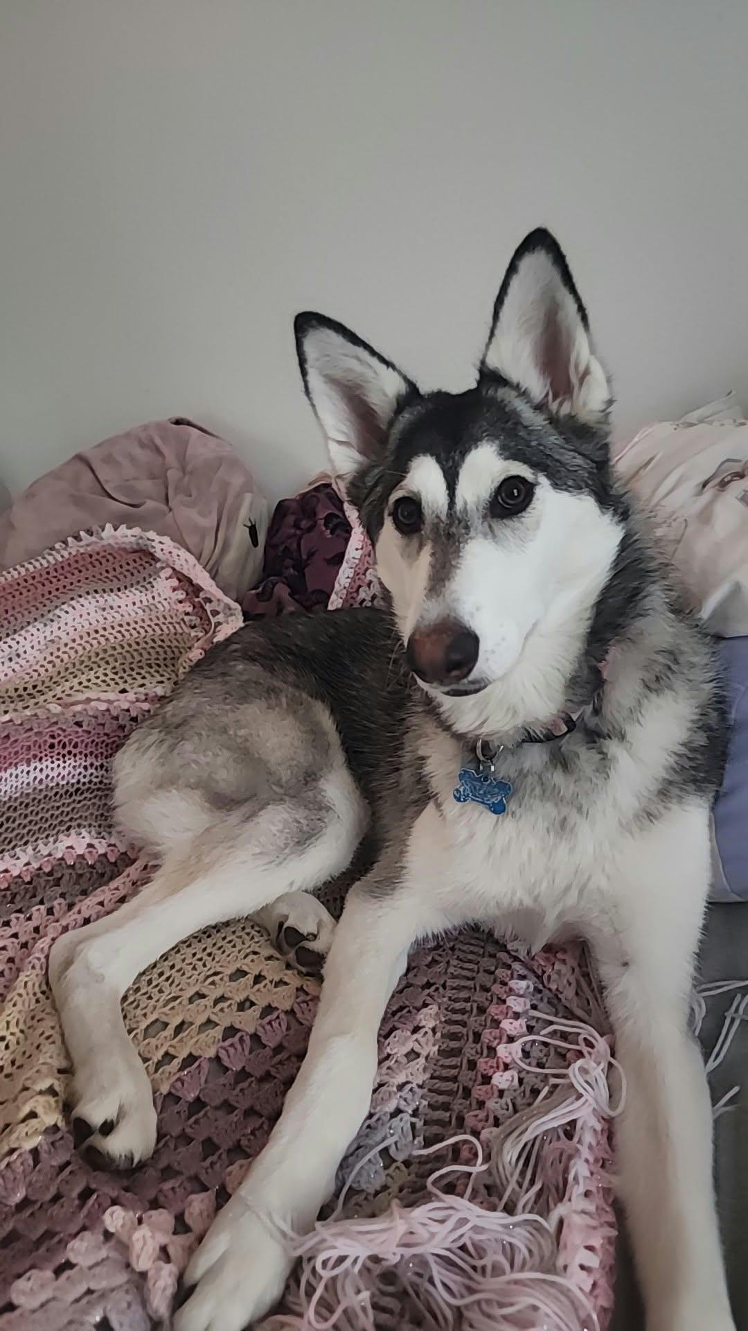 Enlarge LILO, a Adoptable Alaskan Malamute in Seattle, WA image 3/3