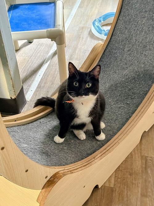 Enlarge Cat 27293 (Jiffy Lube), a Adoptable Domestic Short Hair in Parlier, CA image 1/5