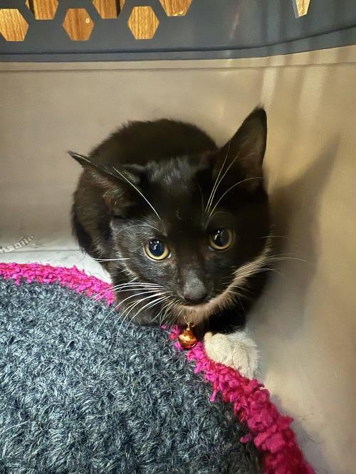 Enlarge Cat 27293 (Jiffy Lube), a Adoptable Domestic Short Hair in Parlier, CA image 2/5