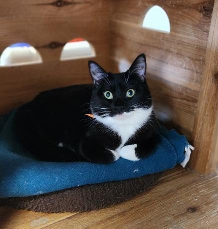 Enlarge Cat 27293 (Jiffy Lube), a Adoptable Domestic Short Hair in Parlier, CA image 3/5