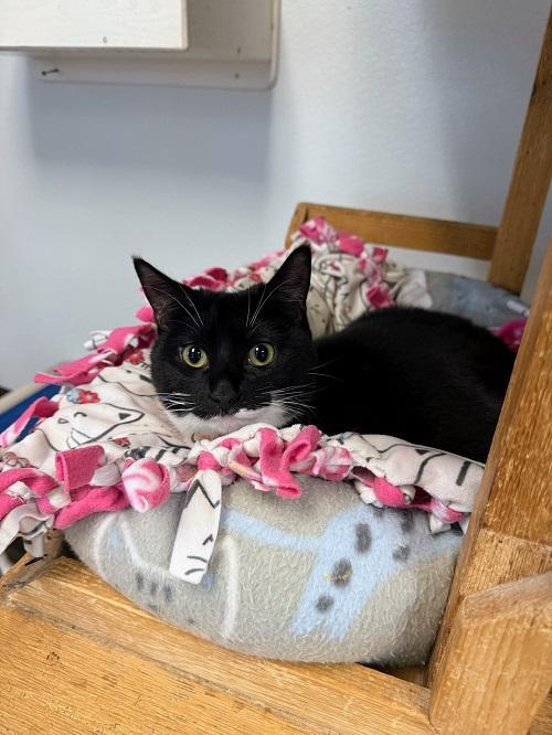 Enlarge Cat 27293 (Jiffy Lube), a Adoptable Domestic Short Hair in Parlier, CA image 4/5