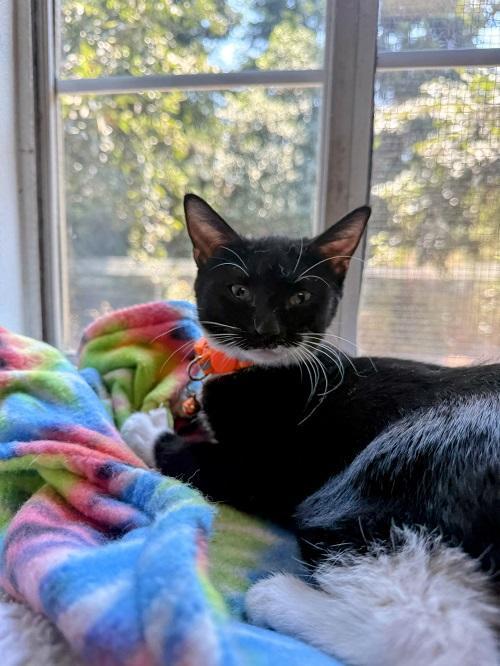 Enlarge Cat 27293 (Jiffy Lube), a Adoptable Domestic Short Hair in Parlier, CA image 5/5