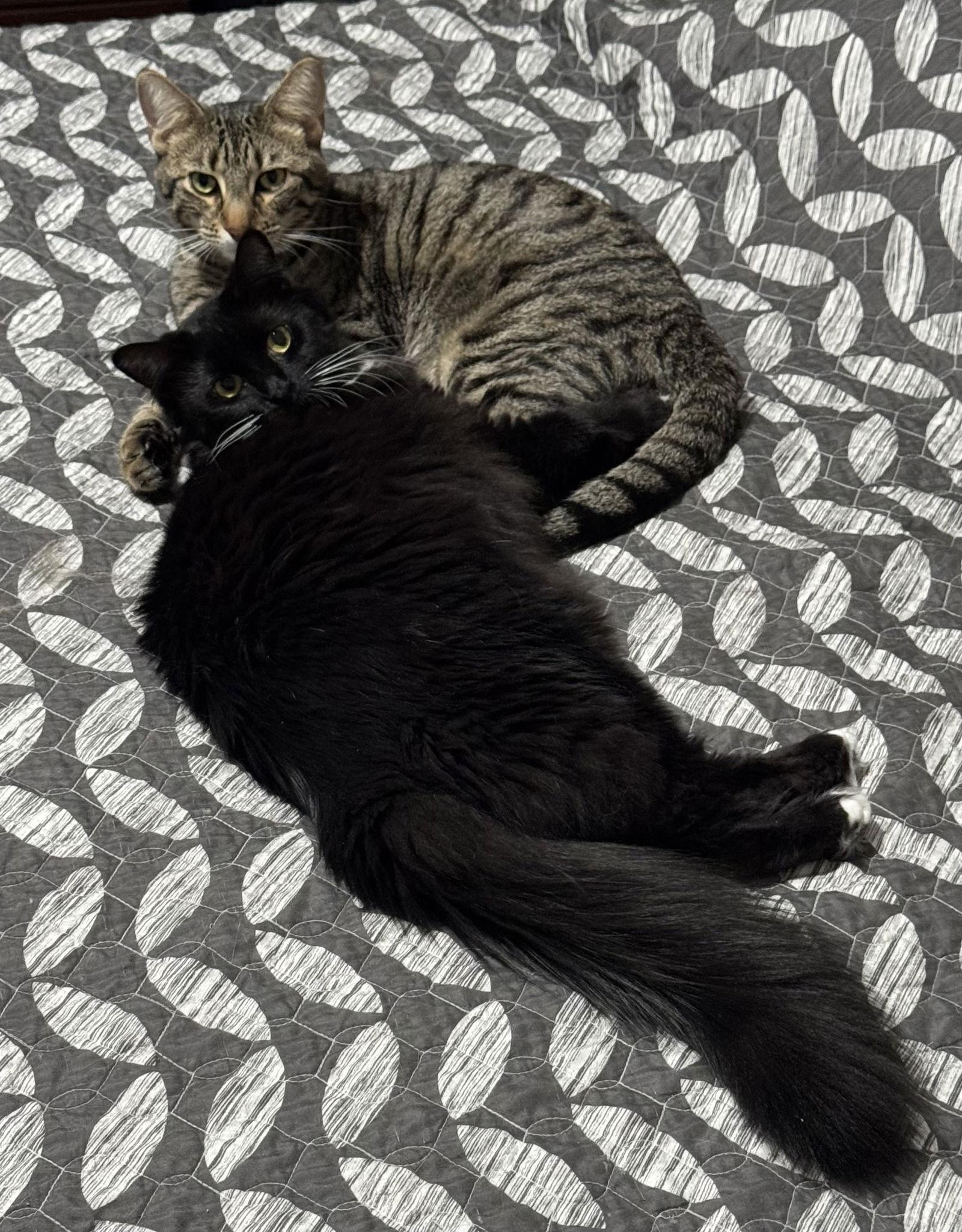 Oliver and Lucy (Bonded Pair), a Adoptable American Shorthair in Longwood, FL image 1/2