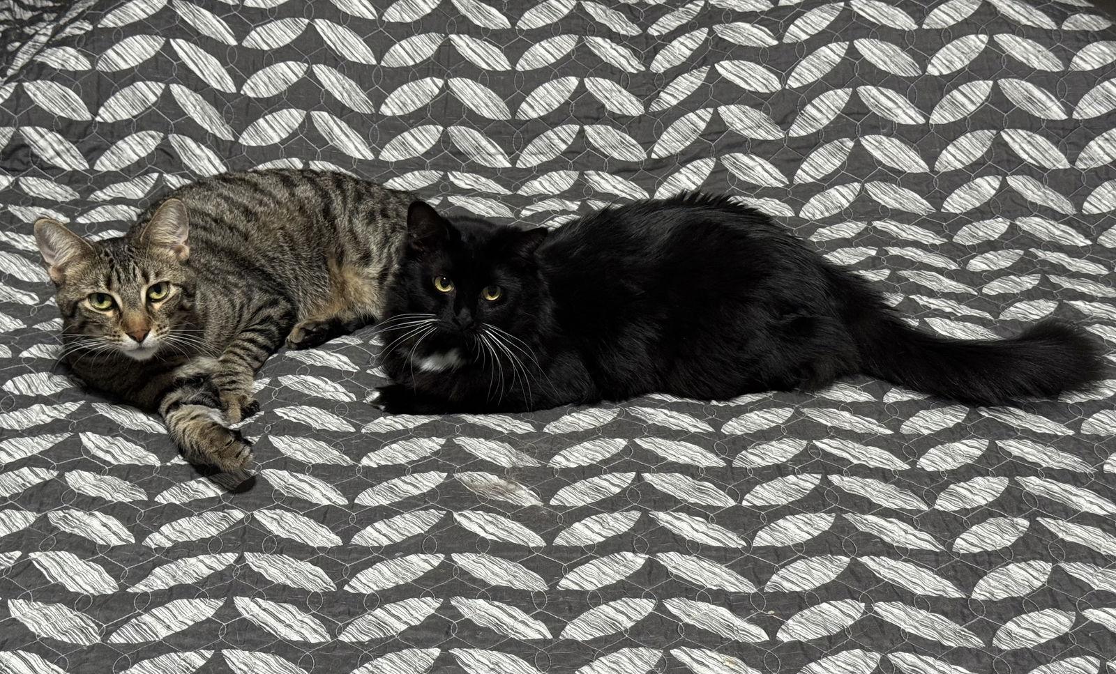 Oliver and Lucy (Bonded Pair), a Adoptable American Shorthair in Longwood, FL image 2/2