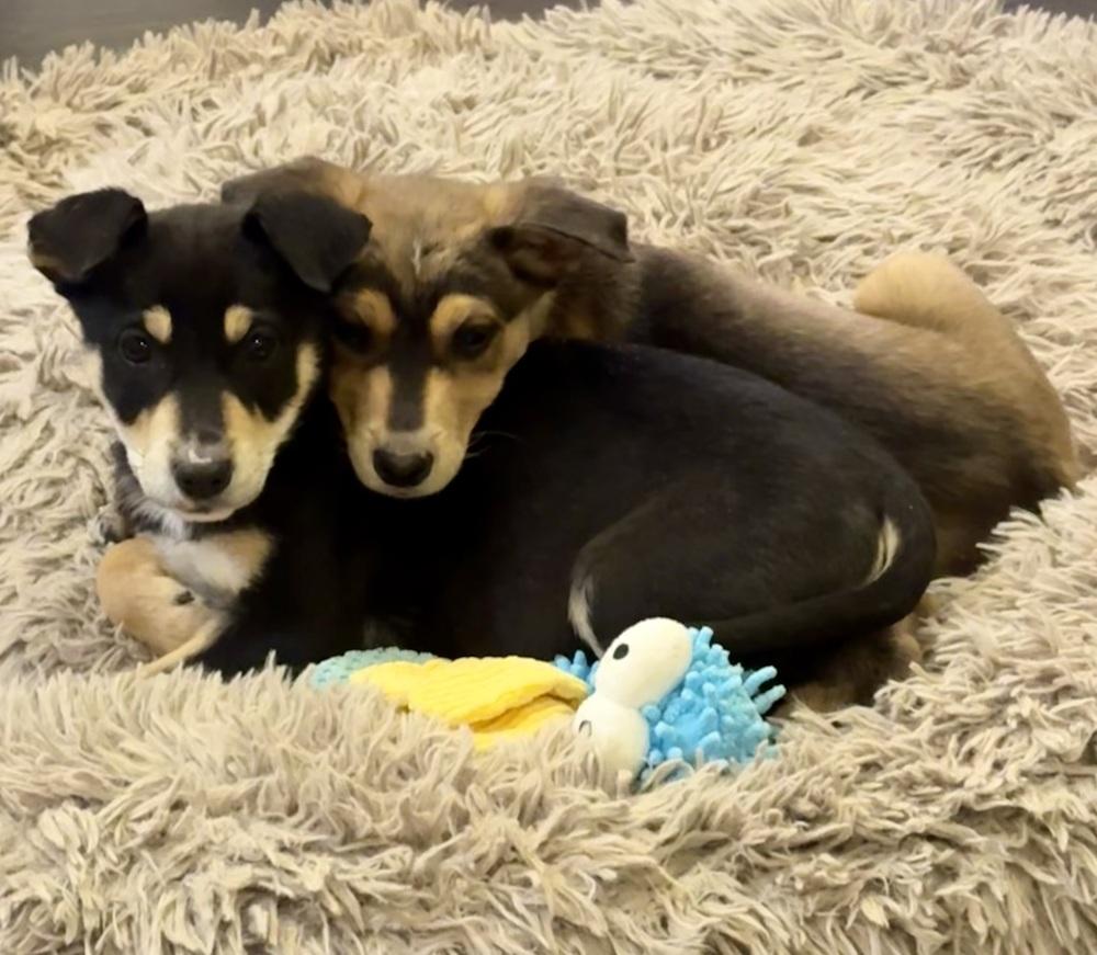 Mesa, Adoptable, Puppy Female Shepherd & Husky.