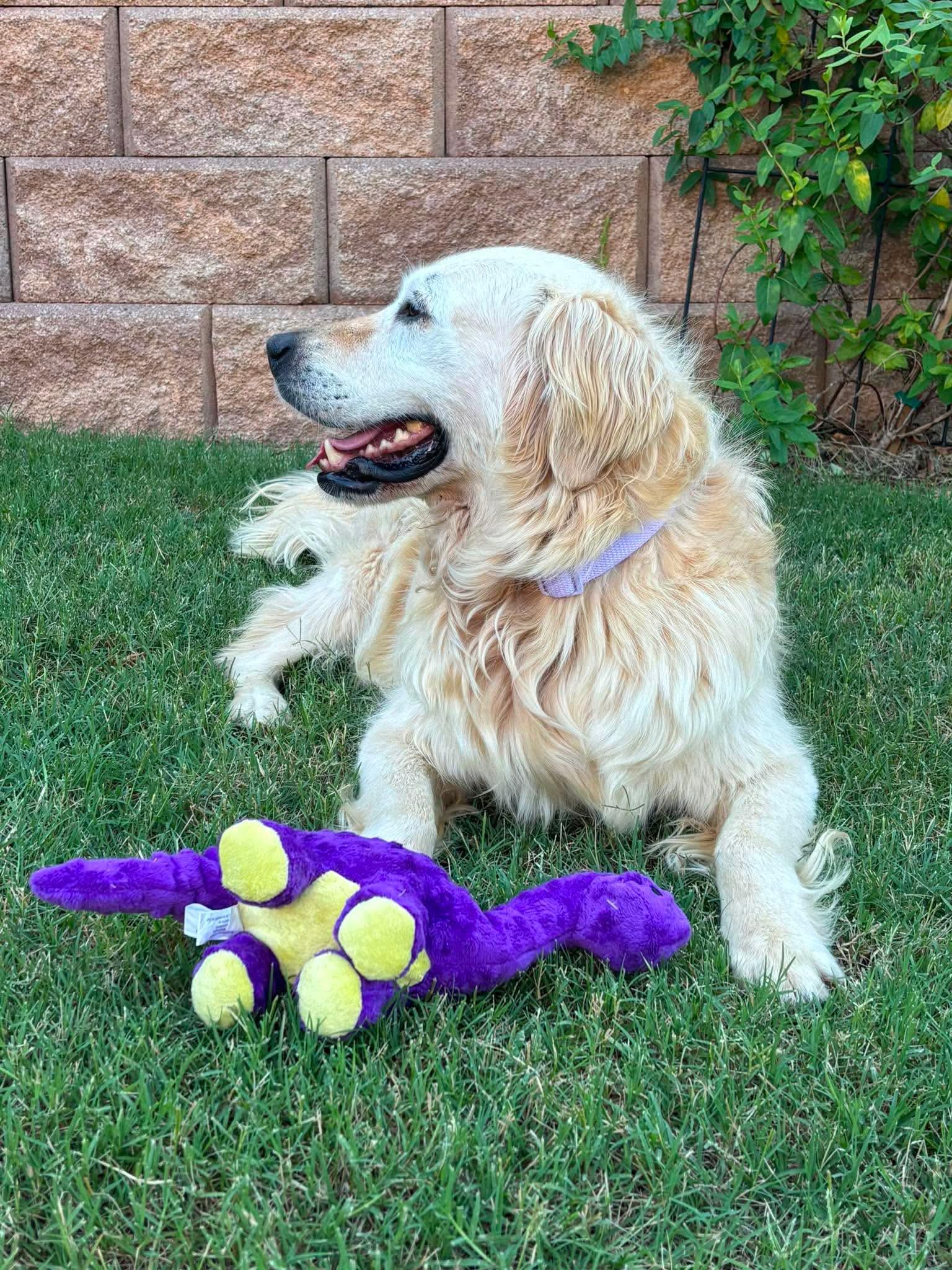 Lexie, a ADOPTABLE Golden Retriever in Brookfield, WI image 1/6
