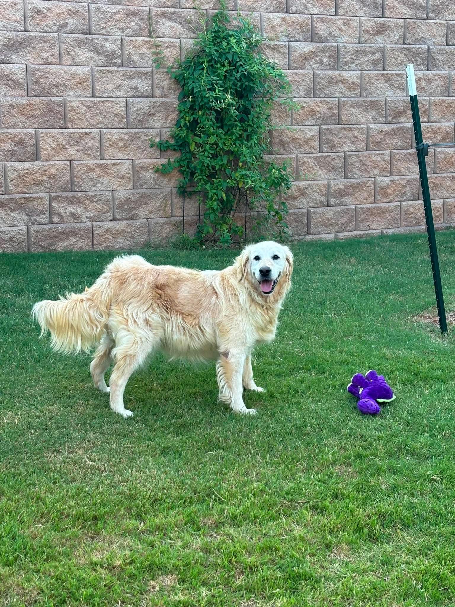 Lexie, a ADOPTABLE Golden Retriever in Brookfield, WI image 4/6