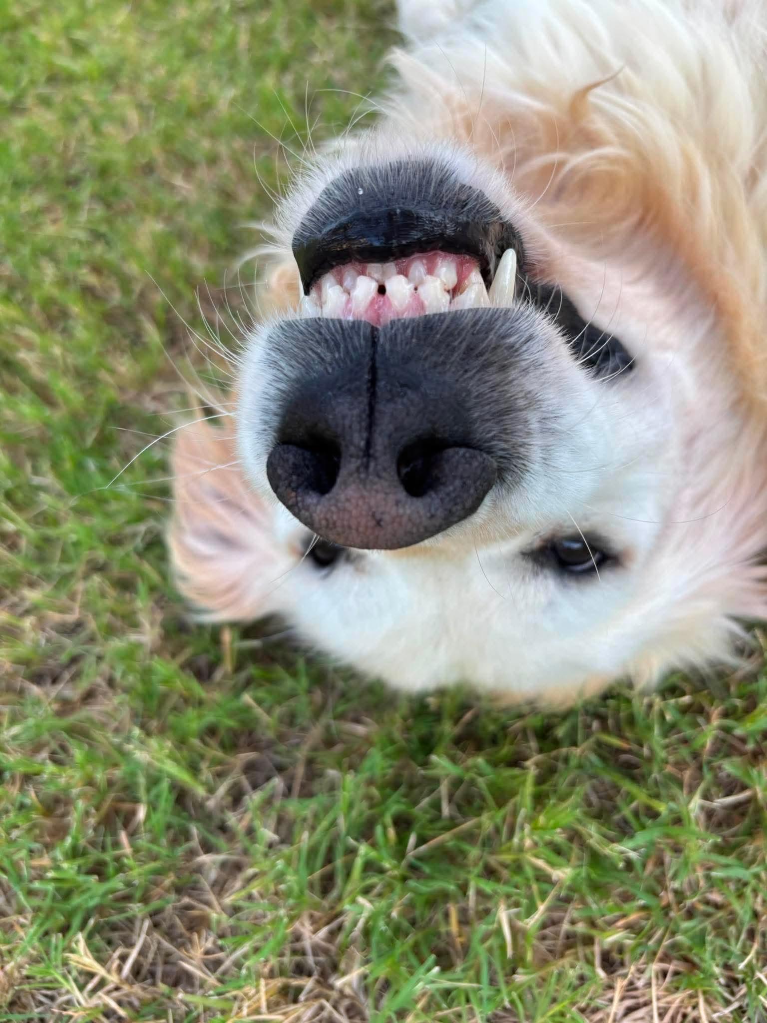 Lexie, a ADOPTABLE Golden Retriever in Brookfield, WI image 6/6
