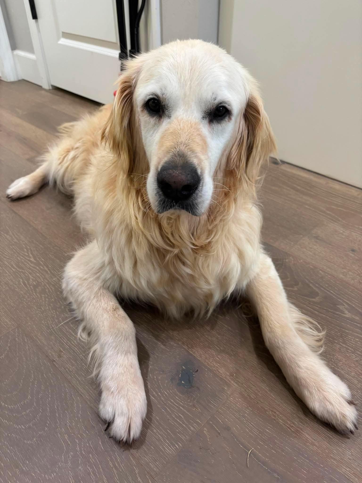 Lexie, a ADOPTABLE Golden Retriever in Brookfield, WI image 3/6