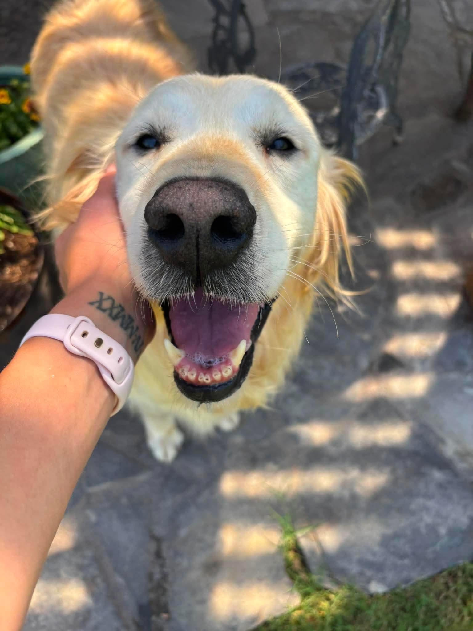 Lexie, a ADOPTABLE Golden Retriever in Brookfield, WI image 2/6