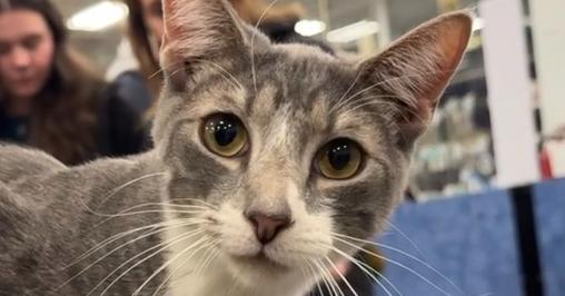 Parker, Adoptable, Young Male Domestic Short Hair.