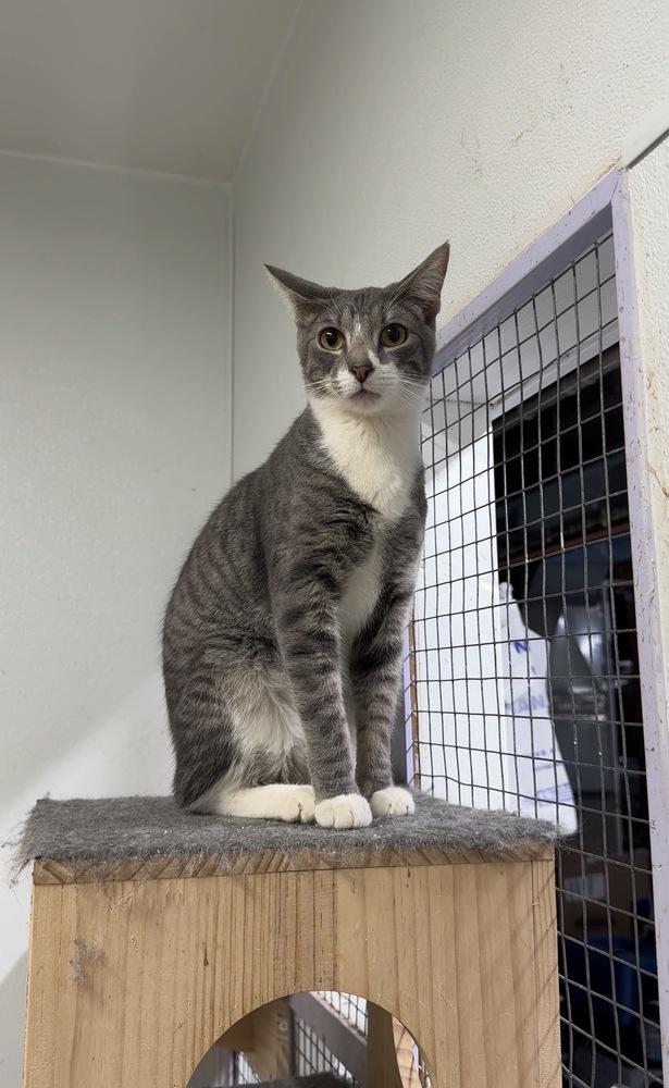 Enlarge Parker, a Adoptable mixed breed in Pittstown, NJ image 2/3