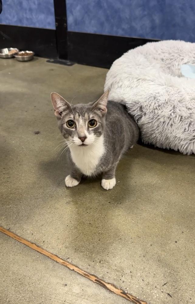 Enlarge Parker, a Adoptable mixed breed in Pittstown, NJ image 3/3