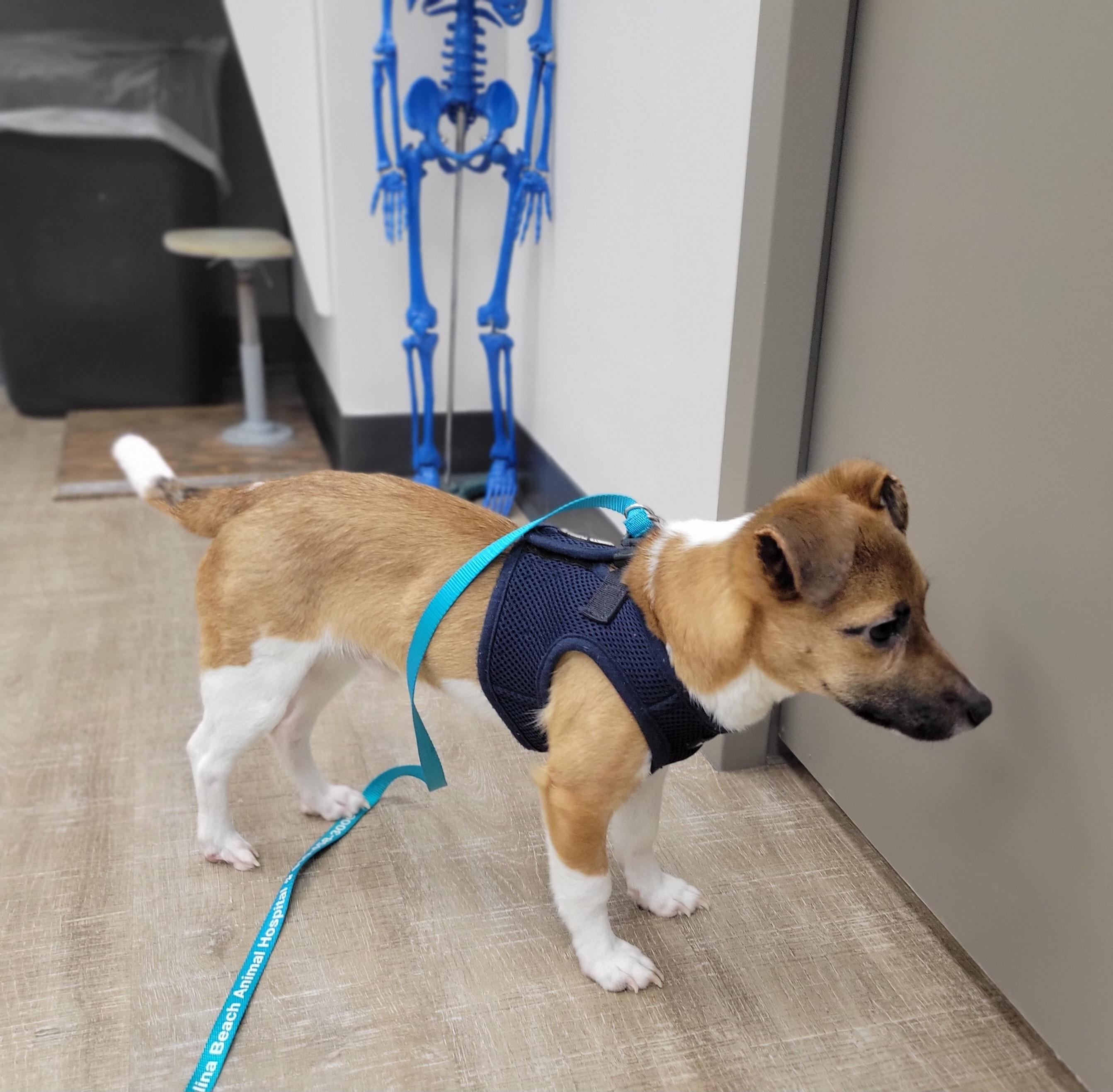 Enlarge Finn, a Adopted Jack Russell Terrier in Durham, NC image 1/6