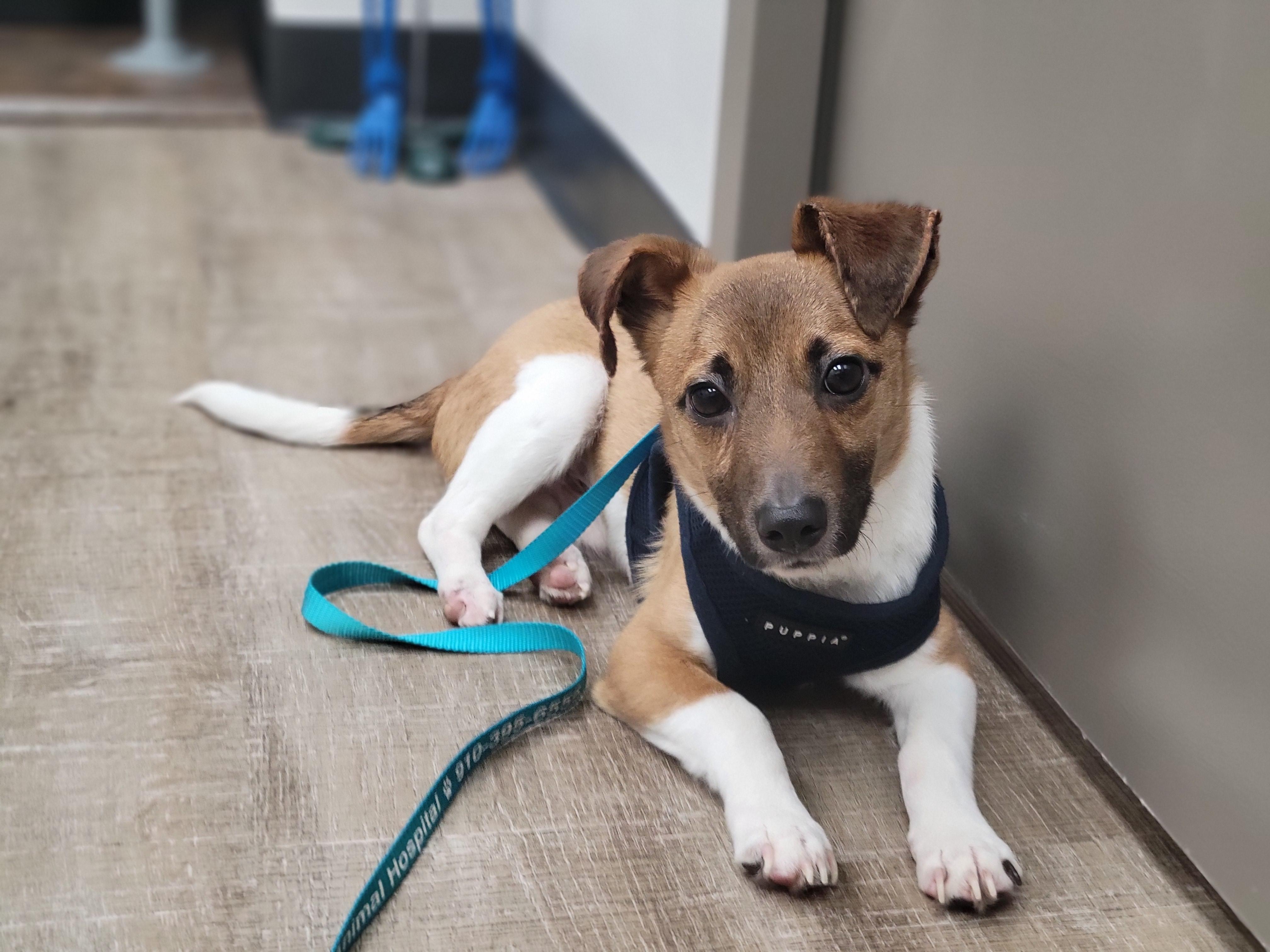 Enlarge Finn, a Adopted Jack Russell Terrier in Durham, NC image 3/6