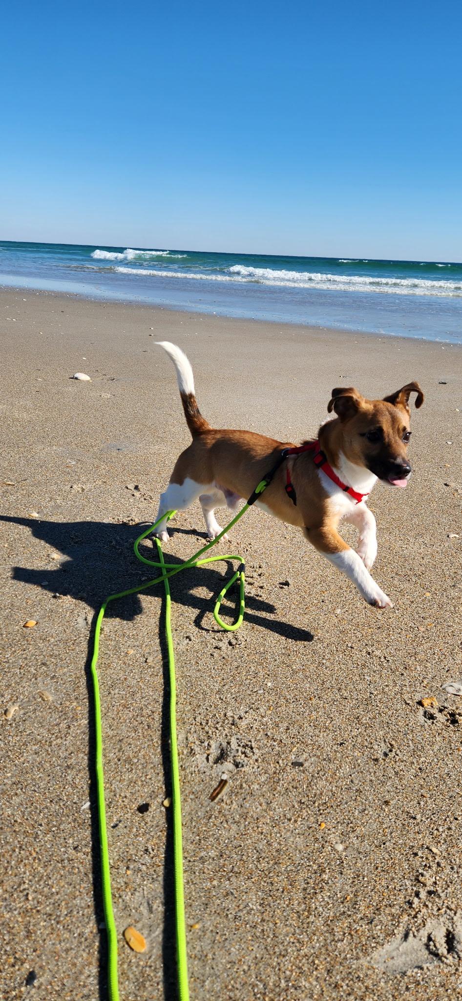 Enlarge Finn, a Adopted Jack Russell Terrier in Durham, NC image 4/6