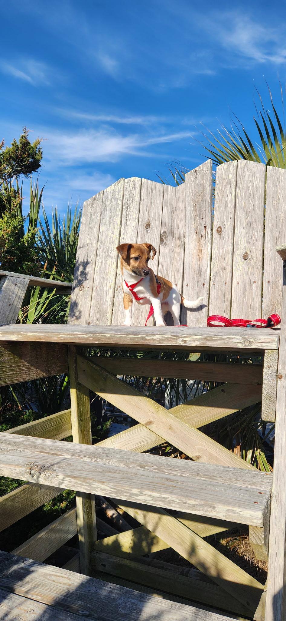 Enlarge Finn, a Adopted Jack Russell Terrier in Durham, NC image 5/6