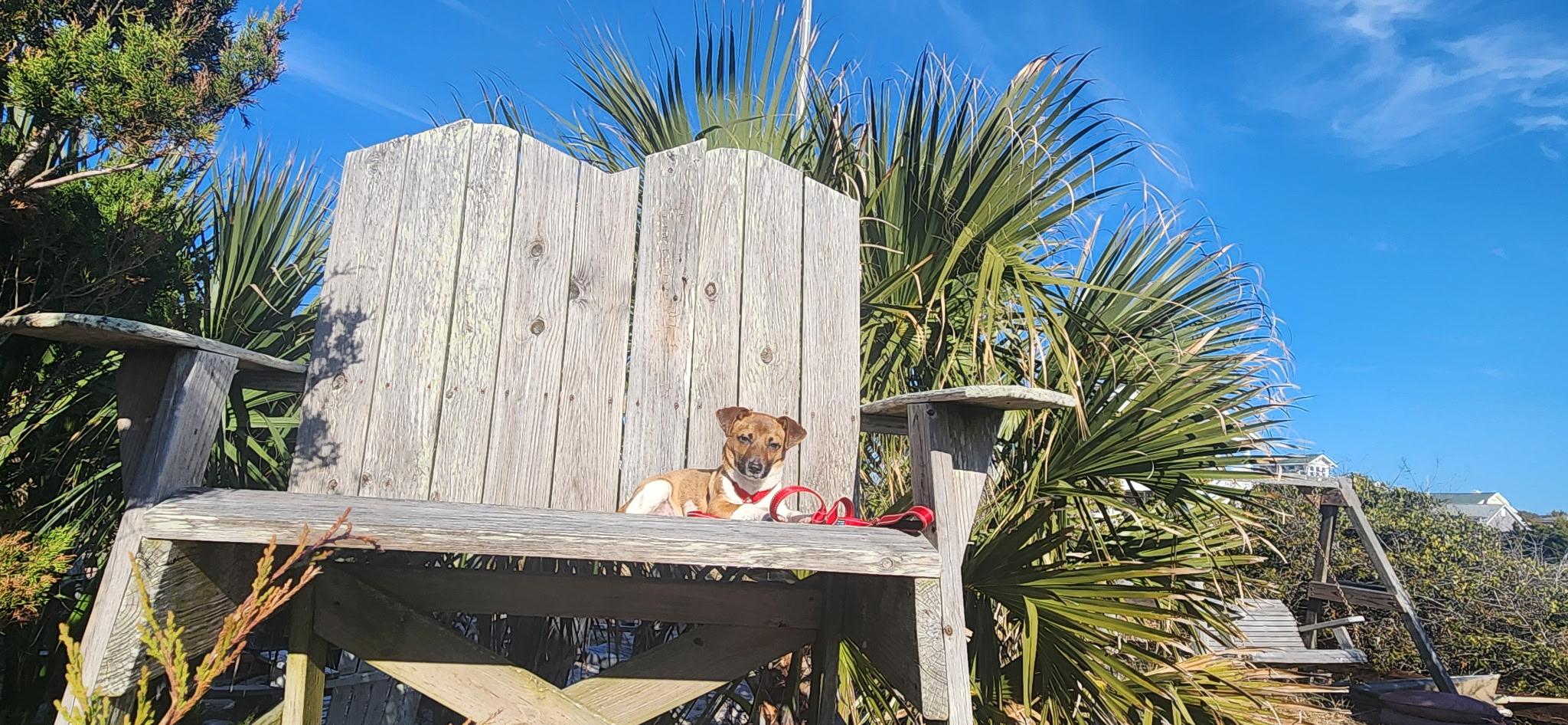 Enlarge Finn, a Adopted Jack Russell Terrier in Durham, NC image 6/6