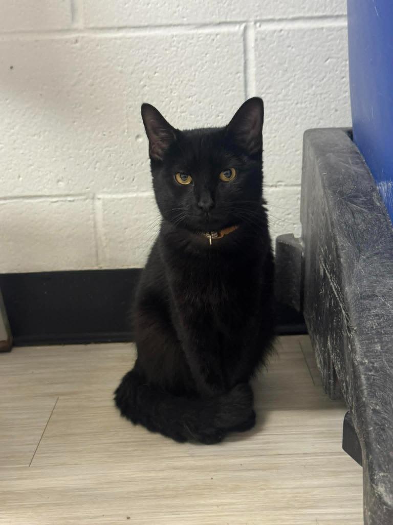 Enlarge Lil Itzy, a Adoptable mixed breed in Marion, OH image 1/2