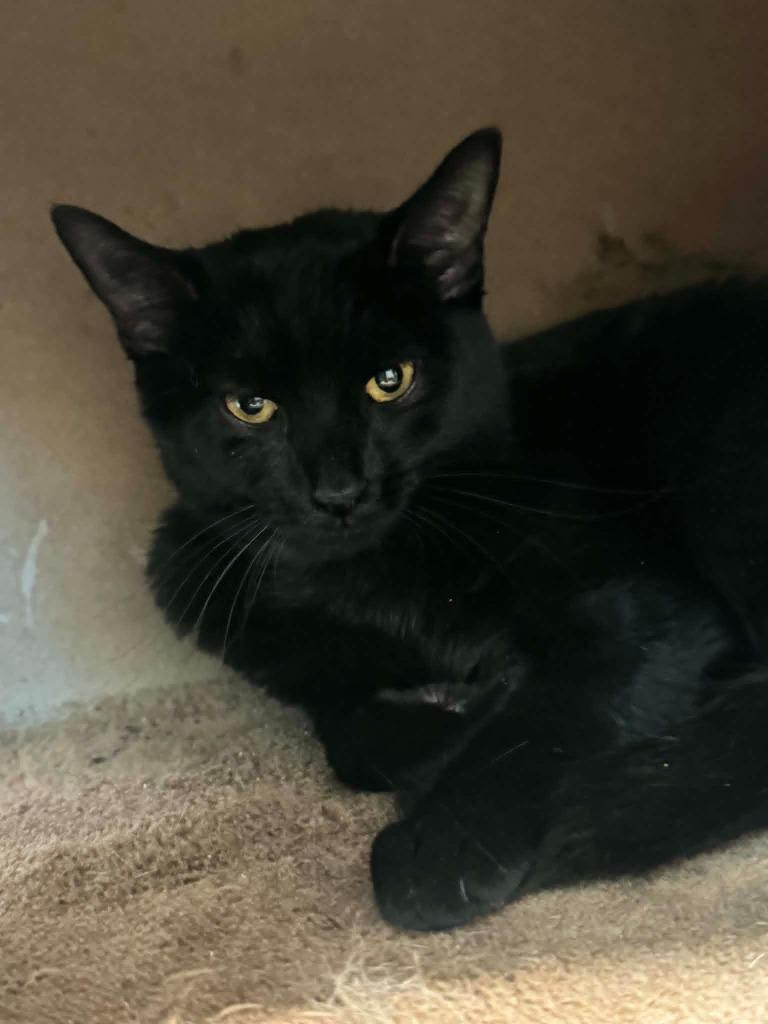 Enlarge Lil Itzy, a Adoptable mixed breed in Marion, OH image 2/2