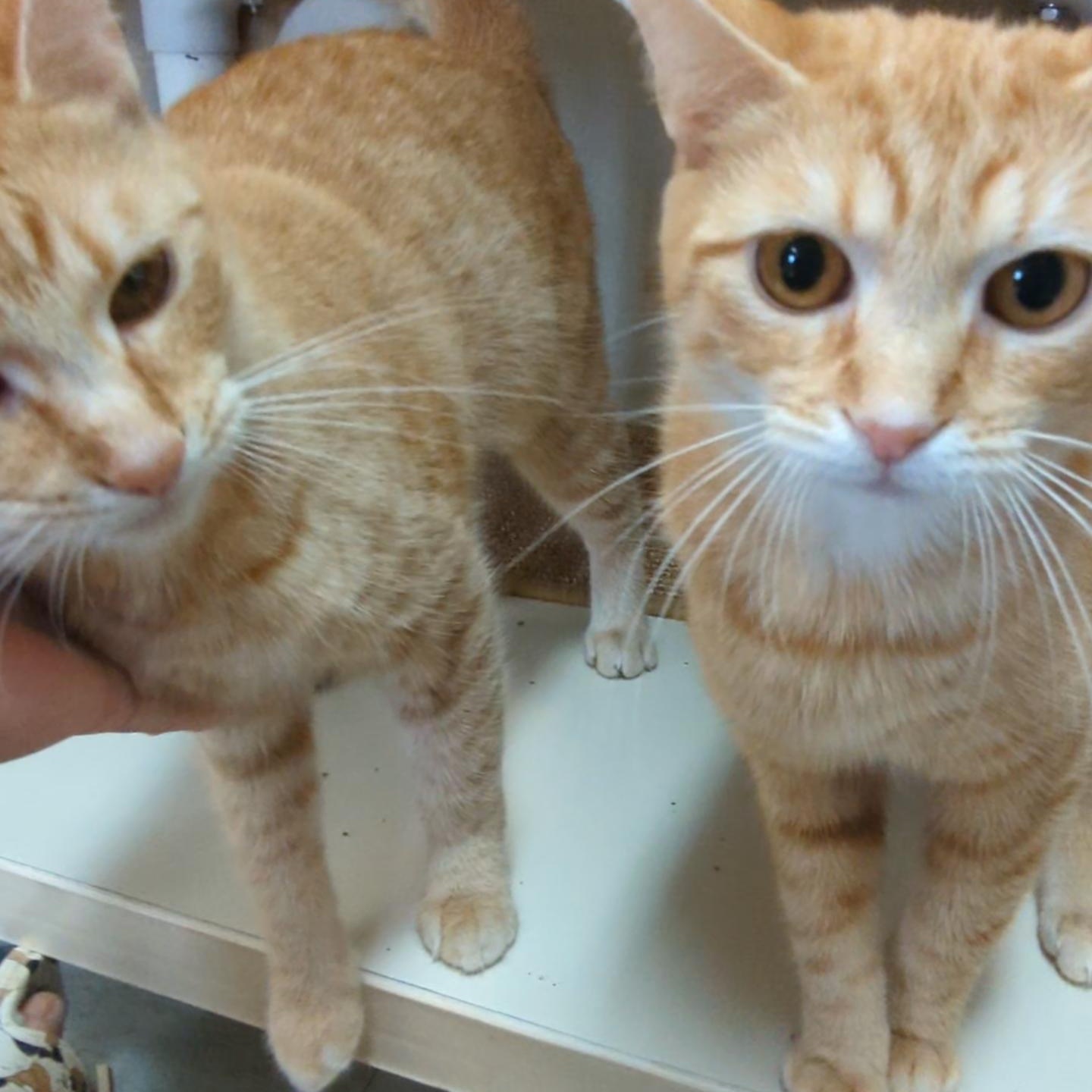 Enlarge Mimosa - Bellini's sister , an adopted Domestic Short Hair in West Jefferson, OH image 6/6