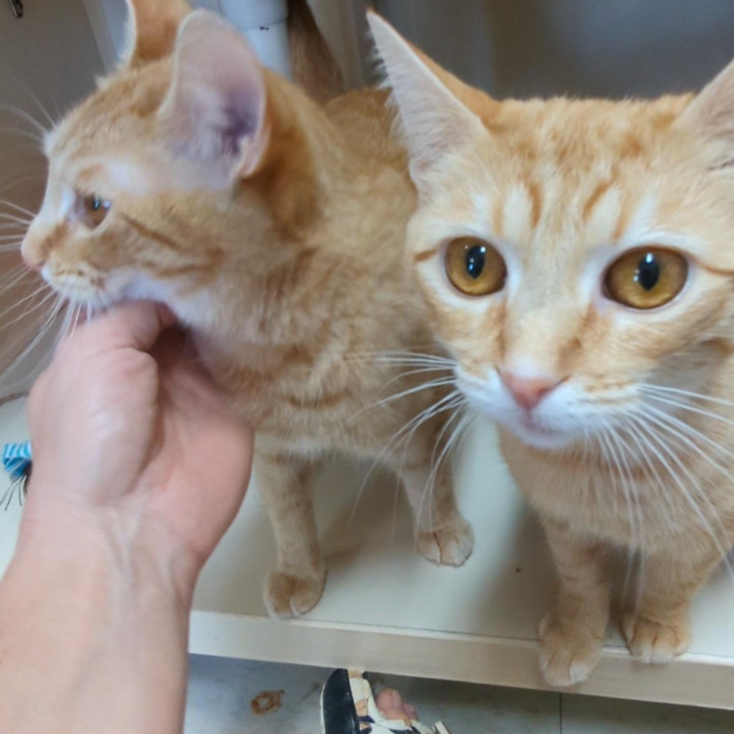 Enlarge Mimosa - Bellini's sister , an adopted Domestic Short Hair in West Jefferson, OH image 2/6