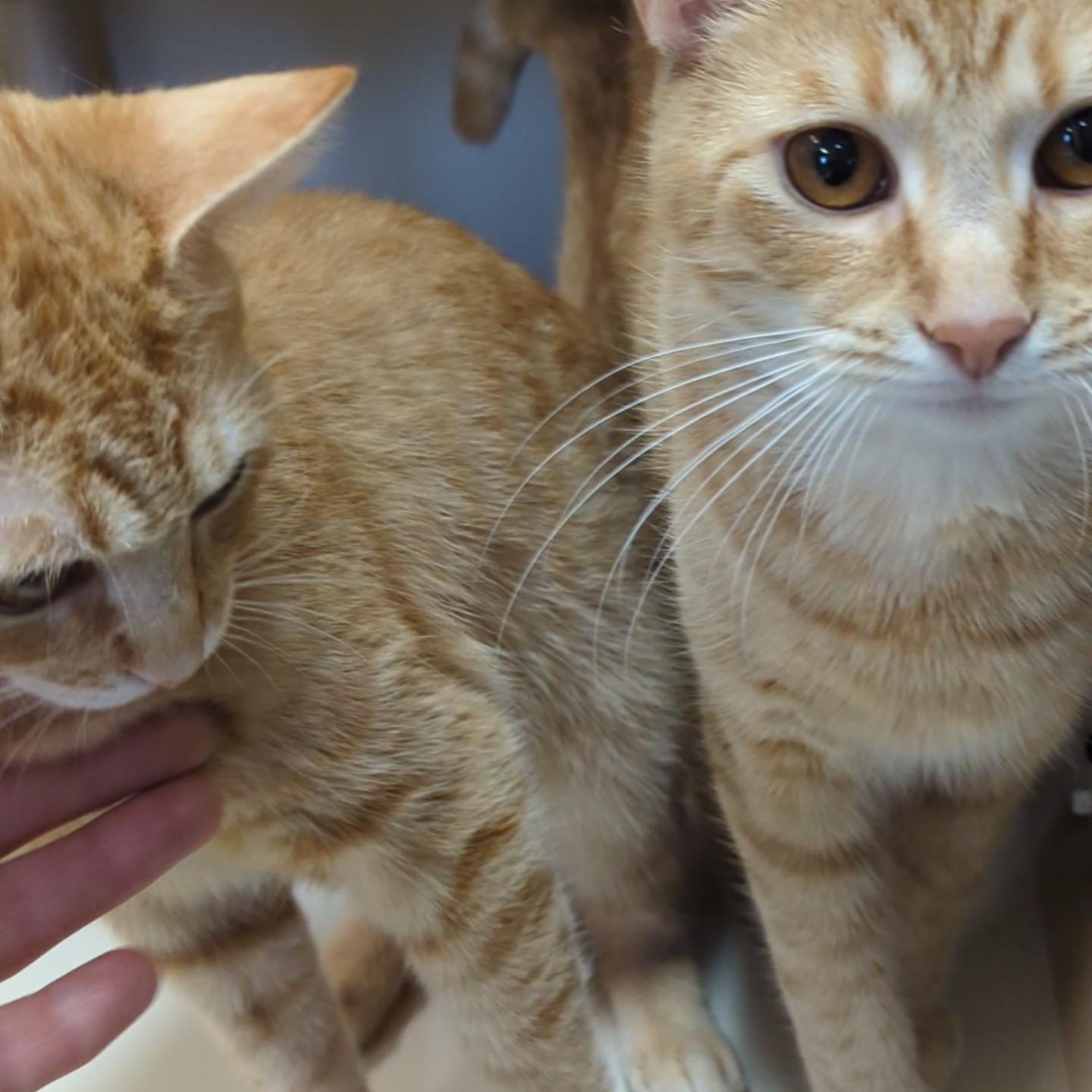 Enlarge Mimosa - Bellini's sister , an adopted Domestic Short Hair in West Jefferson, OH image 4/6