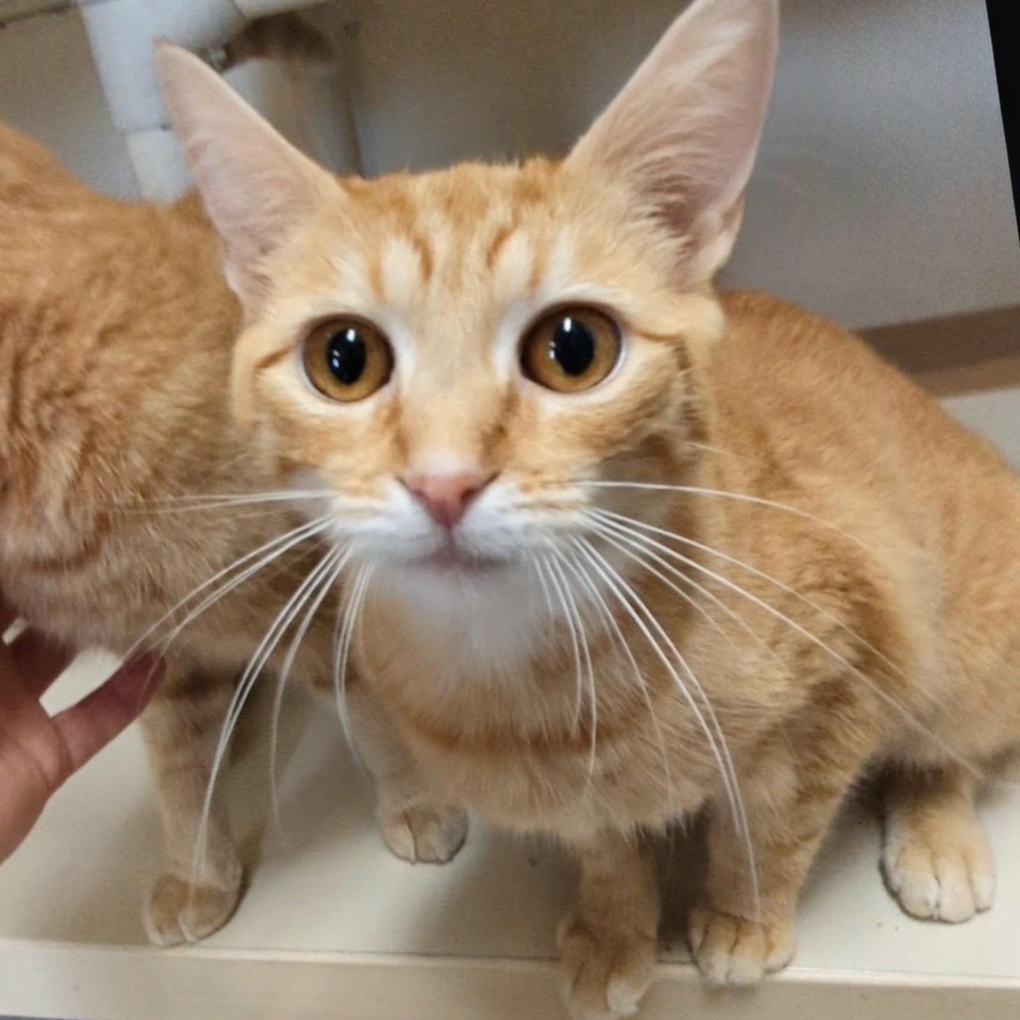 Mimosa - Bellini's sister , adopted, Young Female Domestic Short Hair.