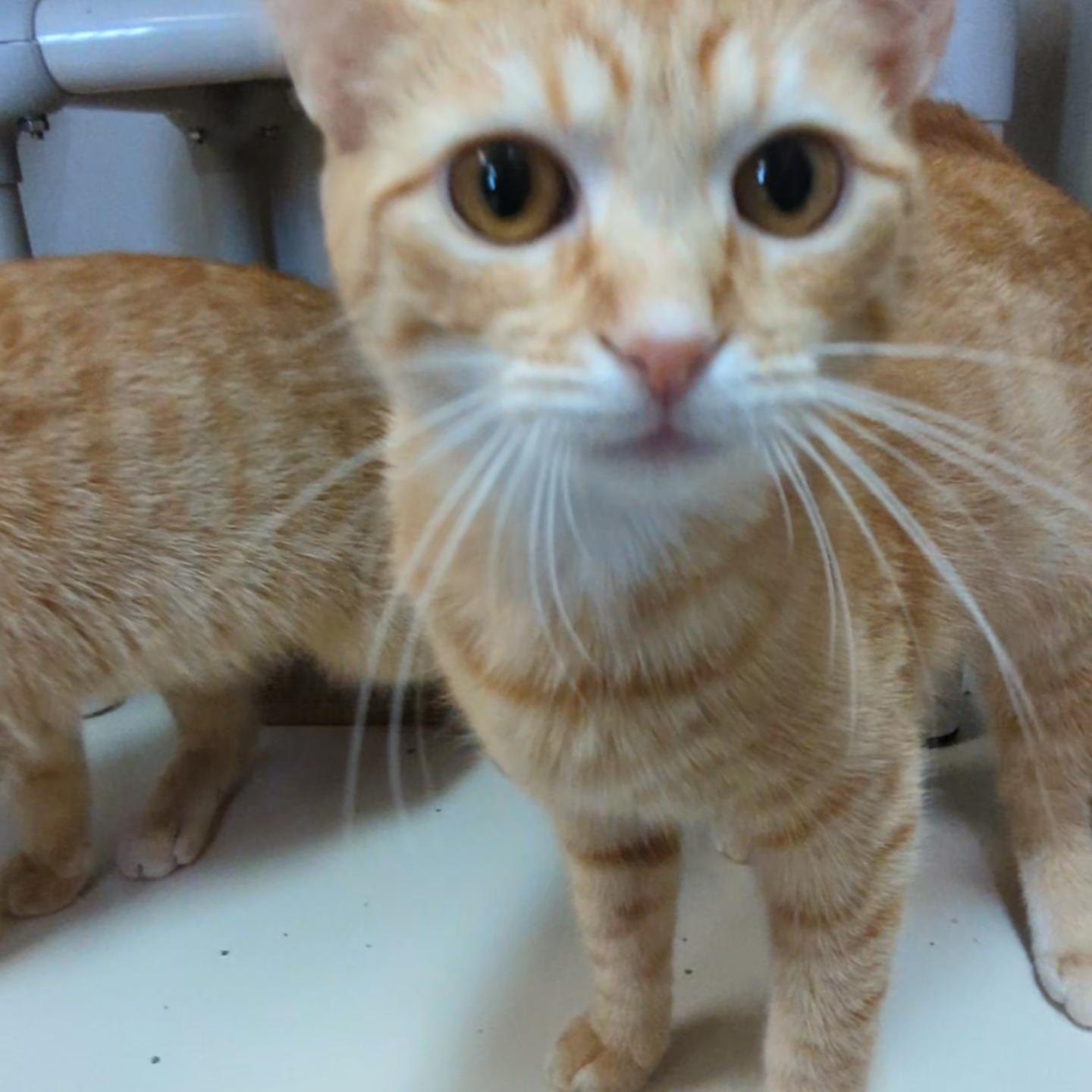 Enlarge Mimosa - Bellini's sister , an adopted Domestic Short Hair in West Jefferson, OH image 3/6