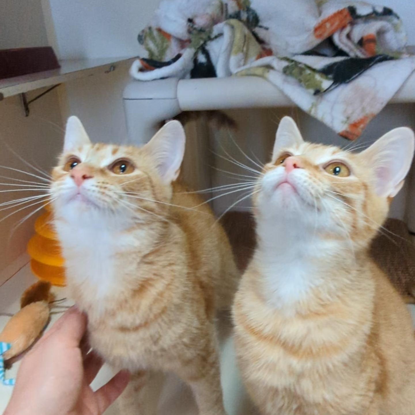 Enlarge Mimosa - Bellini's sister , an adopted Domestic Short Hair in West Jefferson, OH image 5/6