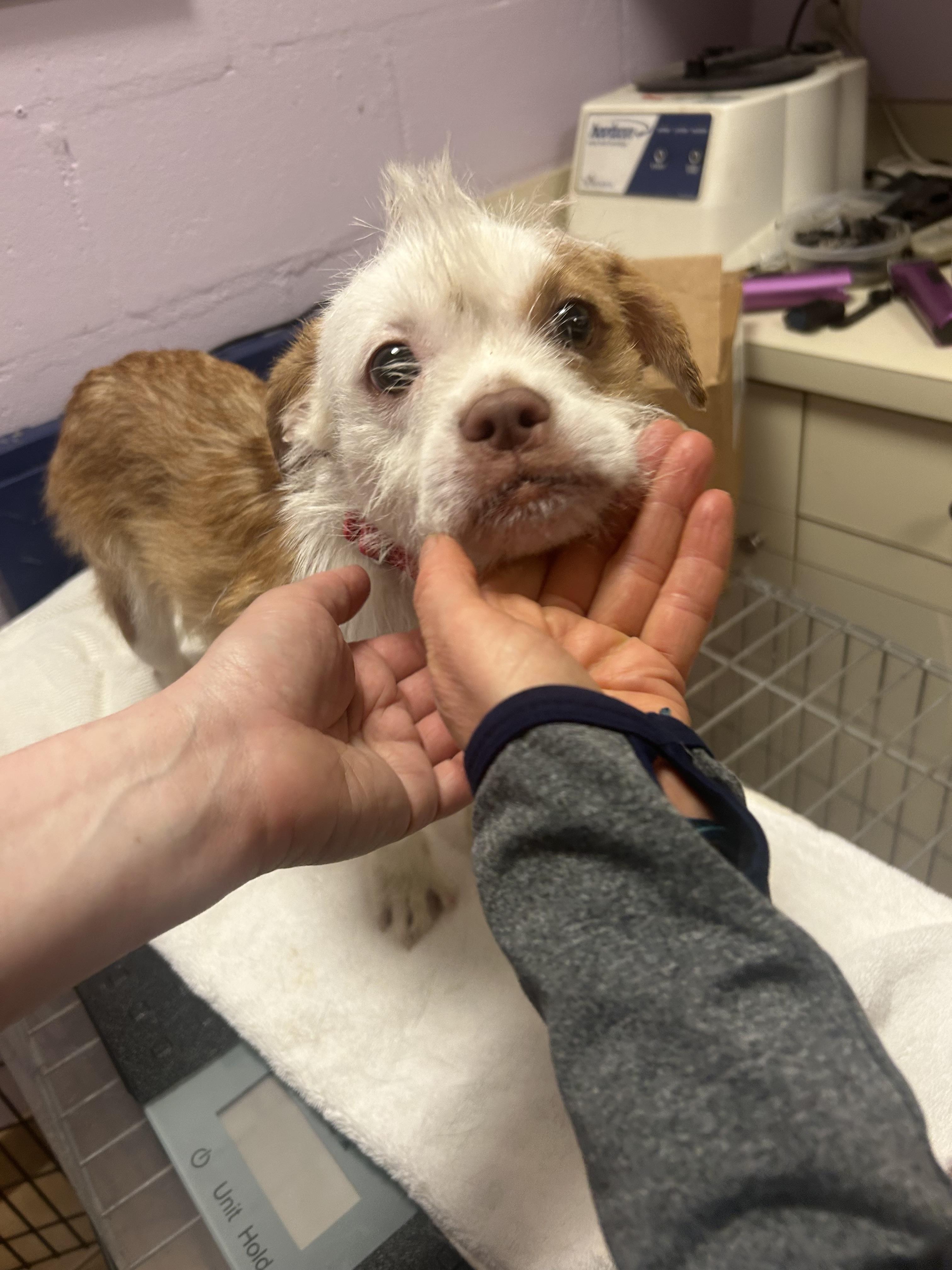 Enlarge Electra, a ADOPTABLE mixed breed in Oak Ridge, NJ image 4/6