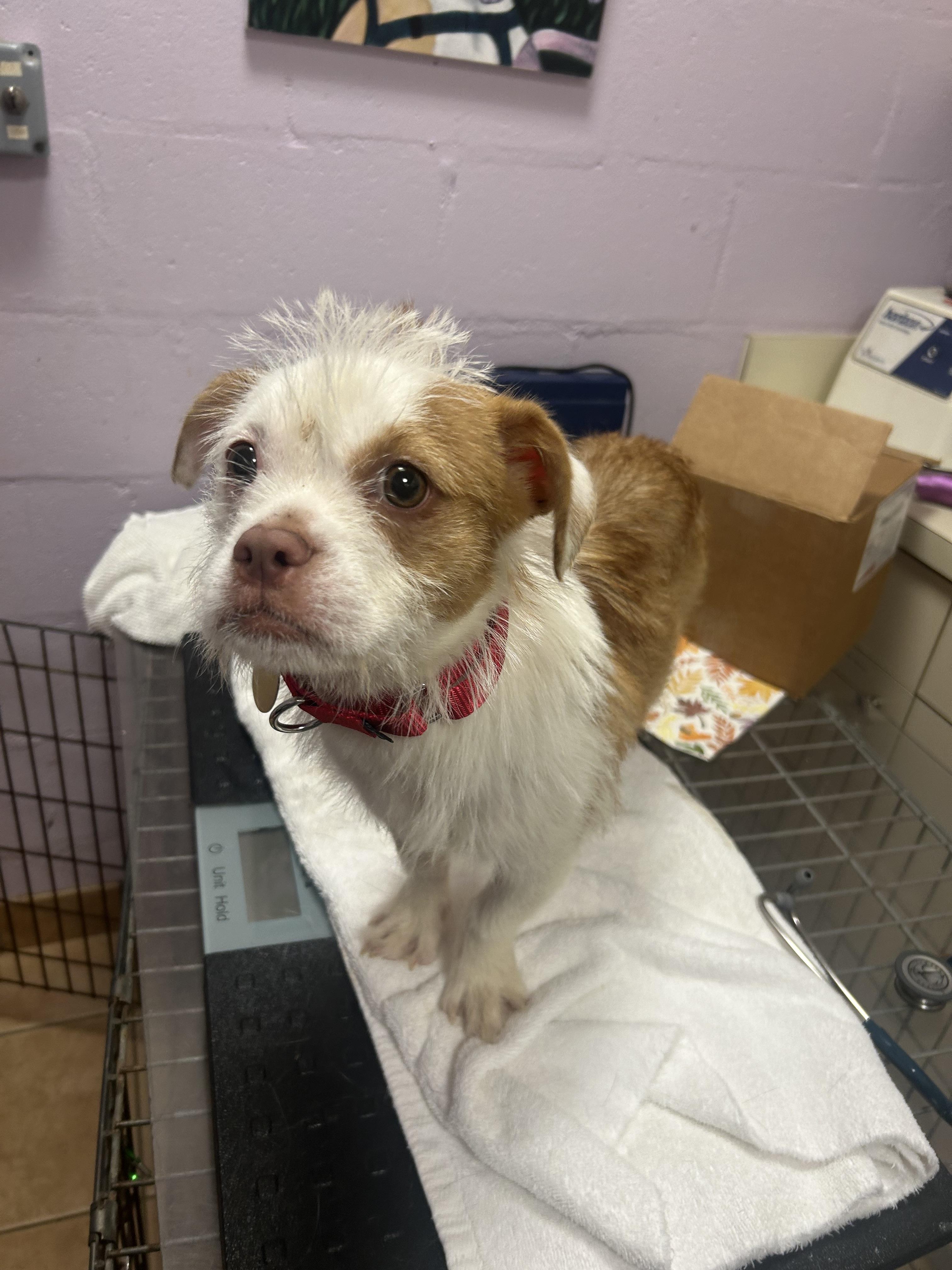 Enlarge Electra, a ADOPTABLE mixed breed in Oak Ridge, NJ image 3/6