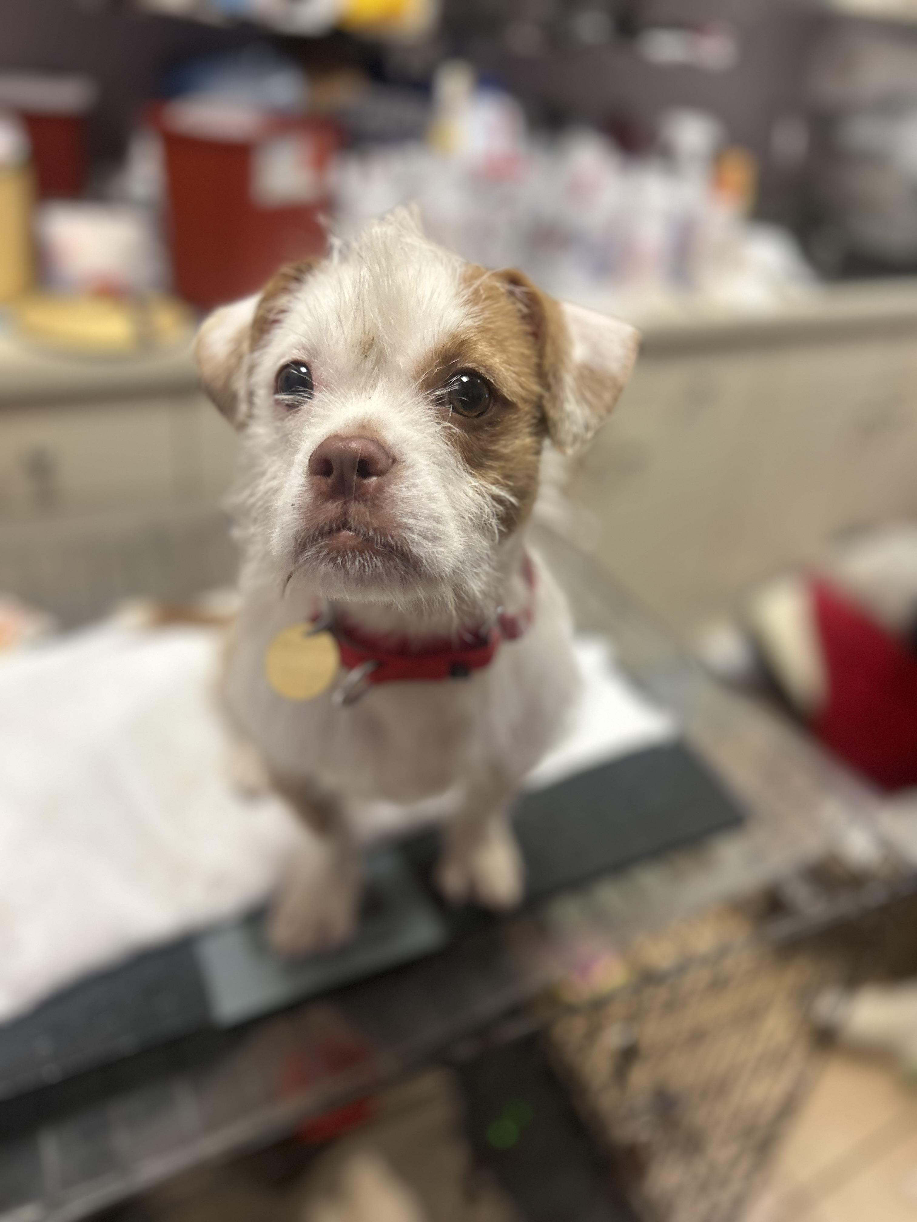 Enlarge Electra, a ADOPTABLE mixed breed in Oak Ridge, NJ image 2/6