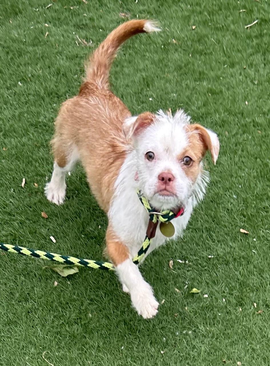 Enlarge Electra, a ADOPTABLE mixed breed in Oak Ridge, NJ image 6/6