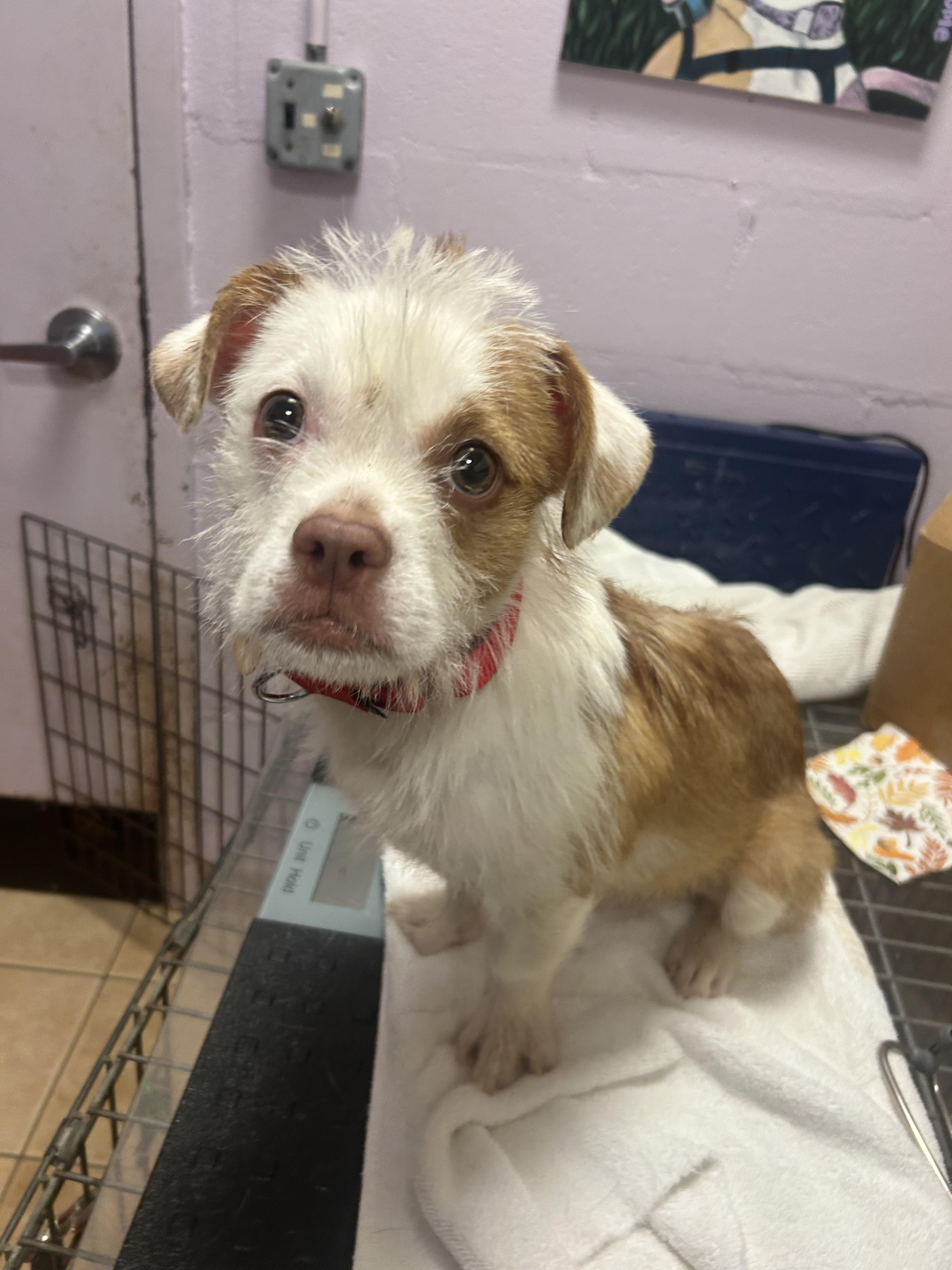 Electra, ADOPTABLE, Puppy Female Jack Russell Terrier & Brussels Griffon.