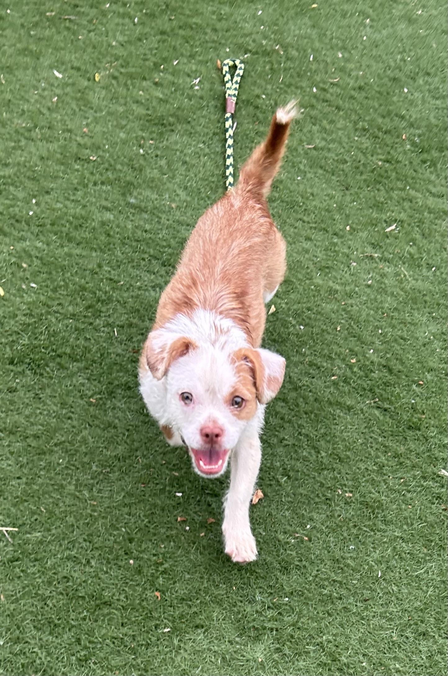 Enlarge Electra, a ADOPTABLE mixed breed in Oak Ridge, NJ image 5/6