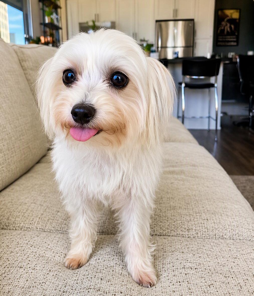 Lulu, an adopted mixed breed in Brooklyn, NY image 5/6