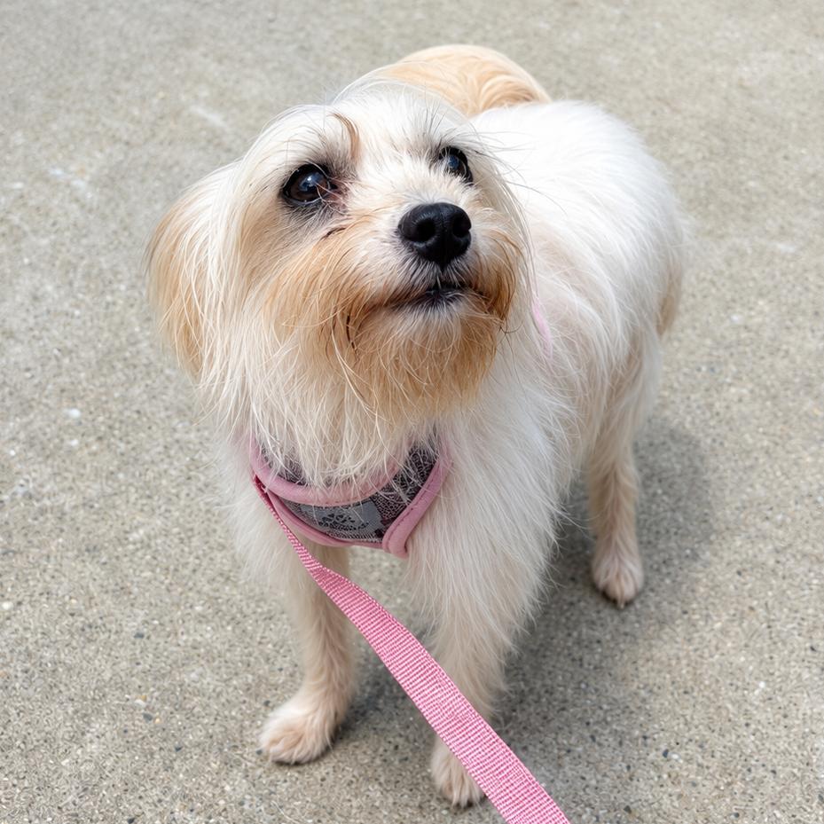 Lulu, an adopted mixed breed in Brooklyn, NY image 6/6