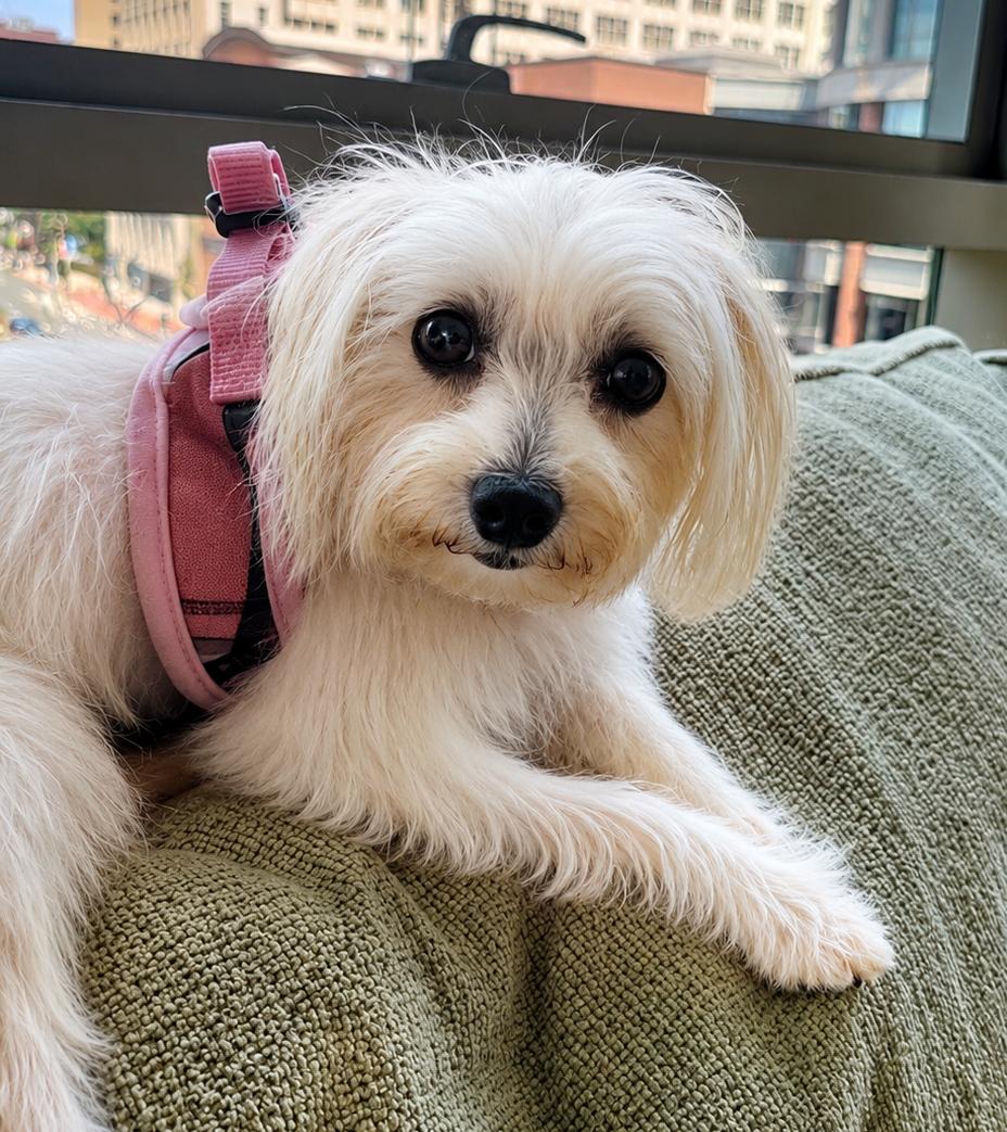 Lulu, an adopted mixed breed in Brooklyn, NY image 3/6
