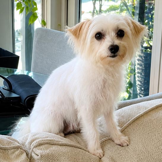 Lulu, an adopted mixed breed in Brooklyn, NY image 4/6