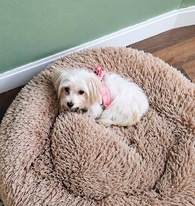 Lulu, an adopted mixed breed in Brooklyn, NY image 2/6